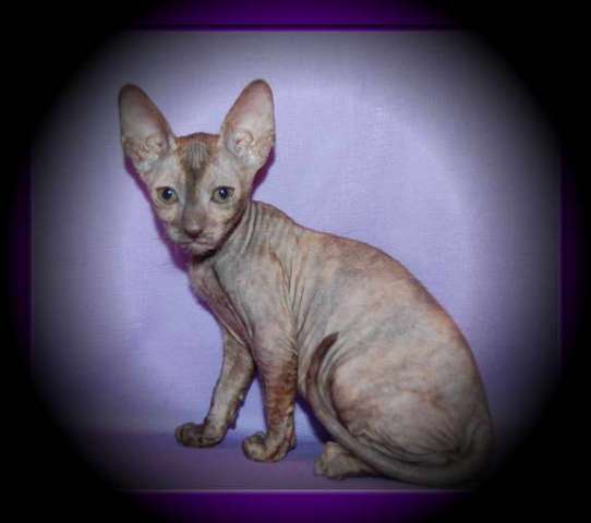 Корниш рекс - кудрявые котята. Корниш рекс - кудрявые котята.