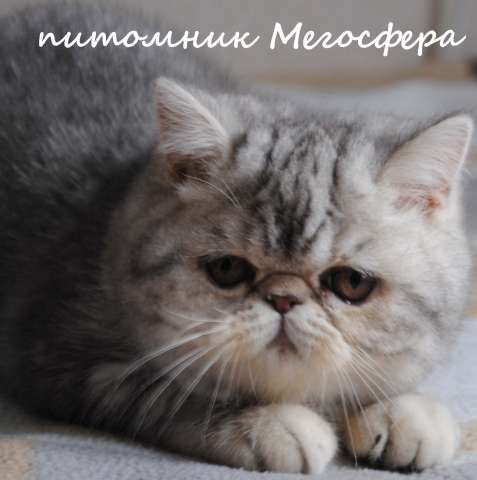 Экзотические котята Экзотические котята