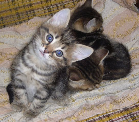 Отдам очаровательного котенка Отдам очаровательного котенка