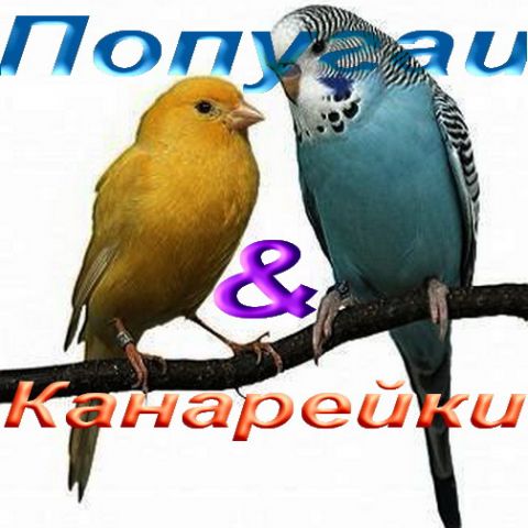 Попугаи и Канарейки Попугаи и Канарейки