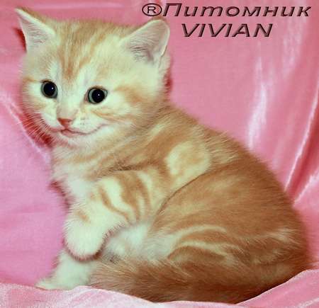 Британские котята красный мрамор из питомника vivian. Британские котята красный мрамор из питомника vivian.