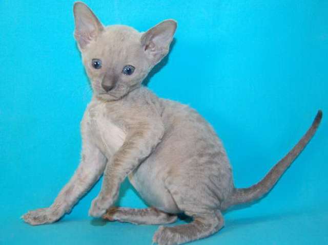 Корниш рекс - кудрявые котята. Корниш рекс - кудрявые котята.