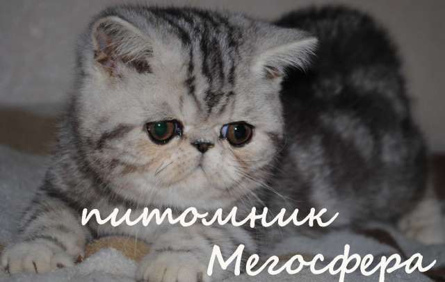 Экзотические котята Экзотические котята