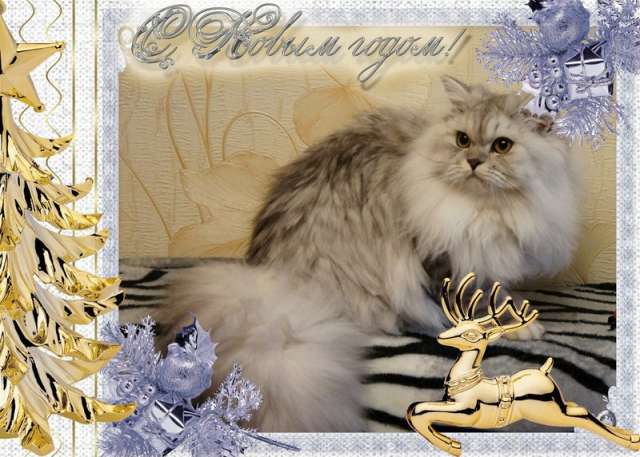Британские Мраморные котята Британские Мраморные котята