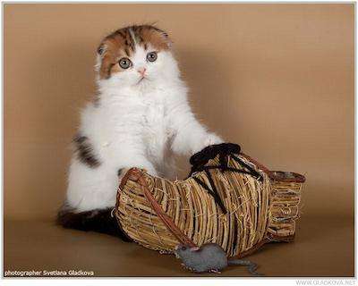 Шотландские котята Шотландские котята