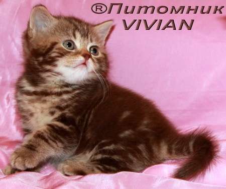 Yana Fly Vivian - Шоколад со сливками. Питомник Yana Fly Vivian - Шоколад со сливками. Питомник
