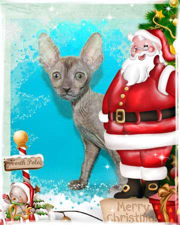 Корниш рекс - кудрявые котята. Корниш рекс - кудрявые котята.