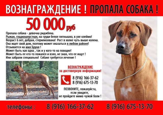 РОДЕЗИЙСКИЙ РИДЖБЕК! ПРОПАЛА! РОДЕЗИЙСКИЙ РИДЖБЕК! ПРОПАЛА!