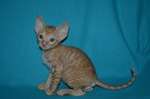 Роскошные котята корниш рекса Роскошные котята корниш рекса