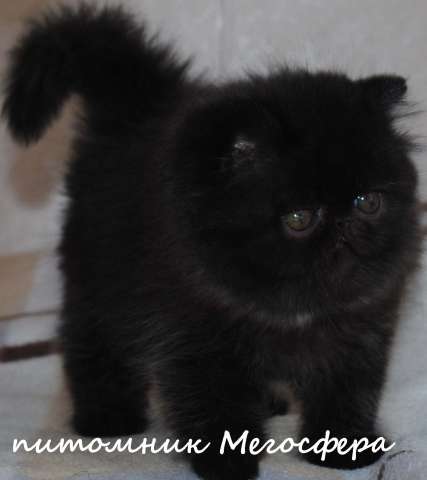 Персидские котята Персидские котята