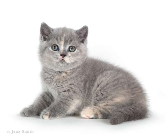 Отличные британские котята Отличные британские котята