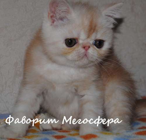 Экзотические котята Экзотические котята