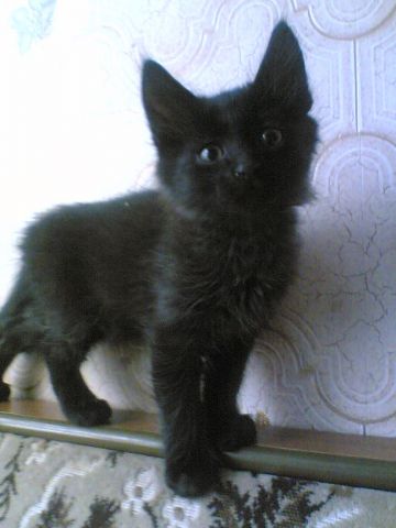 отдам котят отдам котят