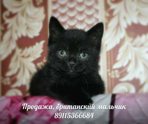 Британский мальчик, продажа Британский мальчик, продажа