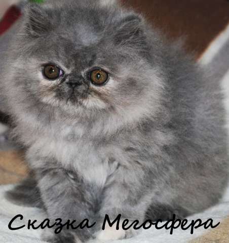 Персидские и экзотические котята Персидские и экзотические котята