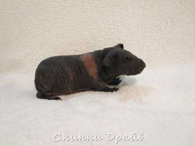 Свинки скинни Свинки скинни