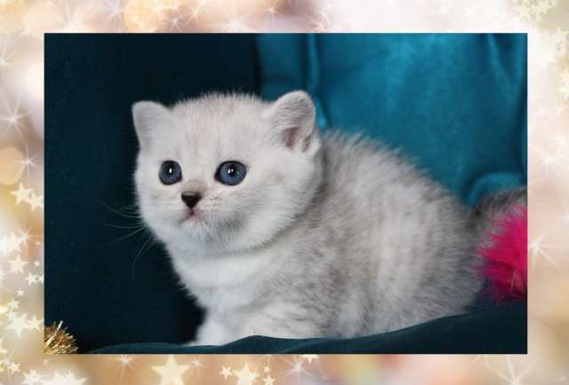 снежно серебристые британские котята снежно серебристые британские котята