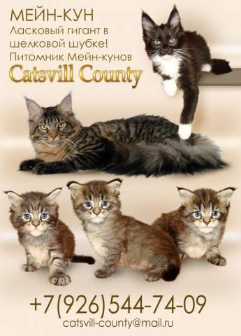 Мейн куны! Котята породы Мейн кун! Мэйн кун нежный гигант в Вашем доме! Мейн куны! Котята породы Мейн кун! Мэйн кун нежный гигант в Вашем доме!