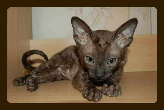 Корниш рекс - кудрявые котята. Корниш рекс - кудрявые котята.