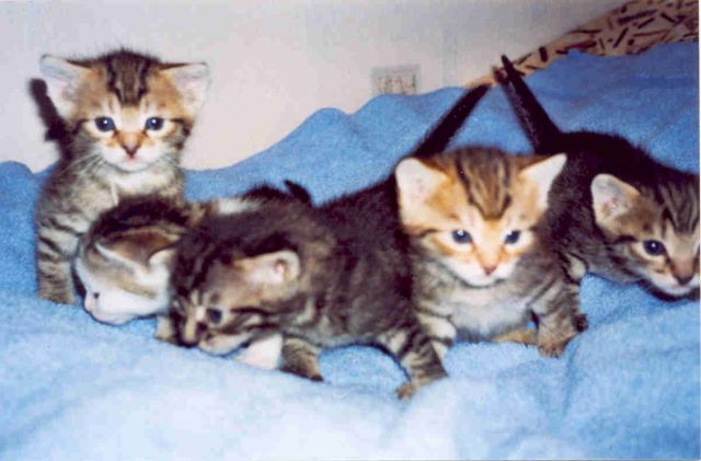 Отдам котят! Отдам котят!