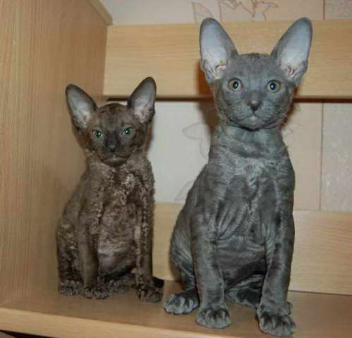 Корниш рекс - кудрявые котята. Корниш рекс - кудрявые котята.
