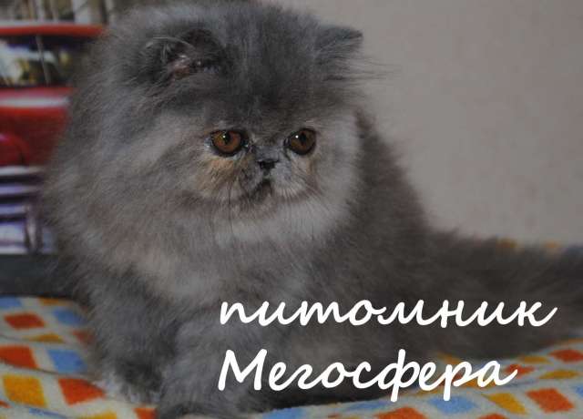 Персидские котята Персидские котята