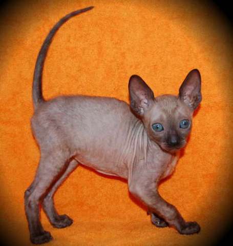 Корниш рекс - кудрявые котята. Корниш рекс - кудрявые котята.