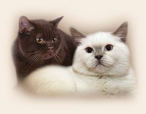 британские короткошерстные котята британские короткошерстные котята