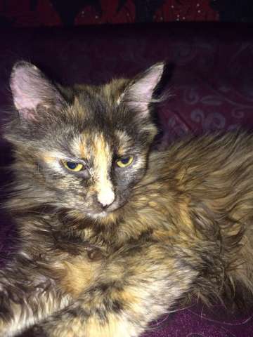 Котенок в добрые руки! Котенок в добрые руки!