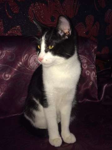 Молоденький котик в дар! Молоденький котик в дар!