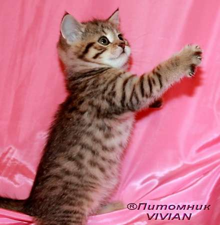 Британские тигровые котята.Питомник VIVIAN. Британские тигровые котята.Питомник VIVIAN.