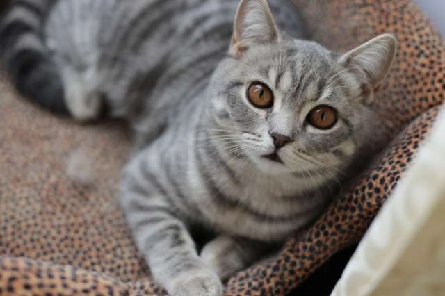 Британские котята Британские котята