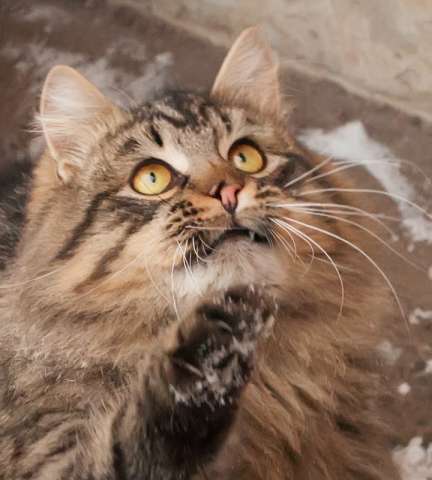 Сибирский кот в хорошие руки Сибирский кот в хорошие руки