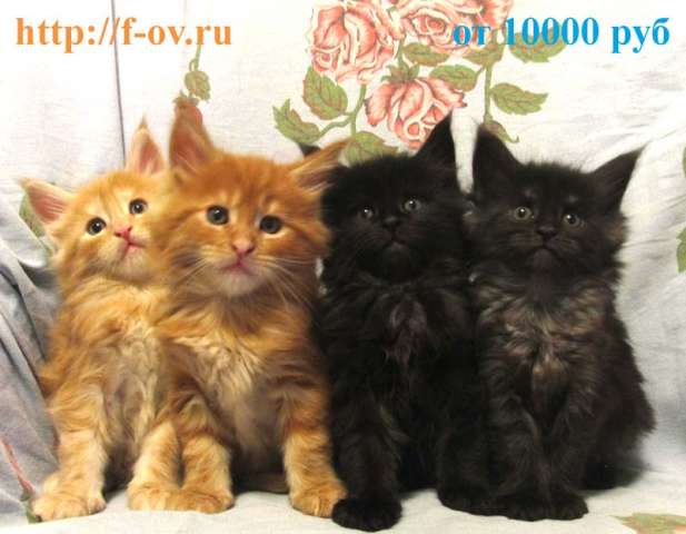 Продам котят Мейн Кун Продам котят Мейн Кун