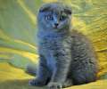 Видео. Красивый шотландский вислоухий котик