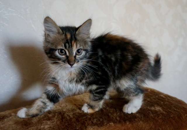 Котенок в добрые руки Котенок в добрые руки