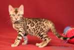 Питомник бенгальских кошек "Malakhovka" предлагает котят