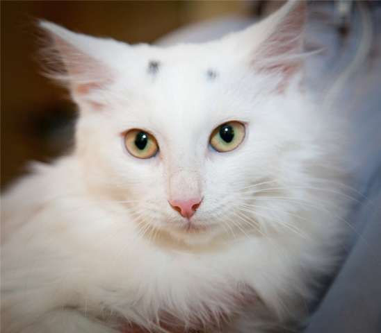 Ванечка, белоснежный котенок в дар Ванечка, белоснежный котенок в дар