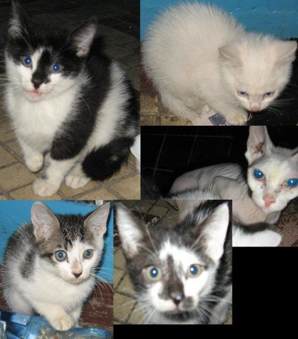 Котята в дар Котята в дар