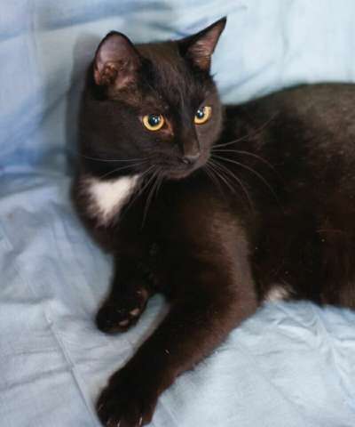 Сэр Чарли, котик в дар. Сэр Чарли, котик в дар.