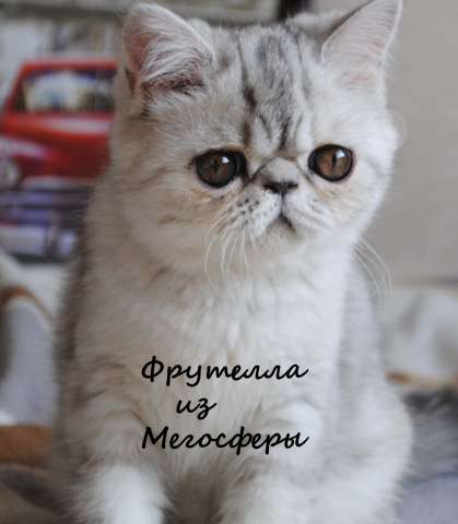 Экзотическая короткошерстная Экзотическая короткошерстная
