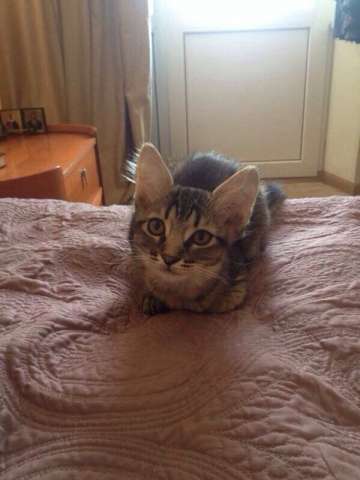котята дар котята дар