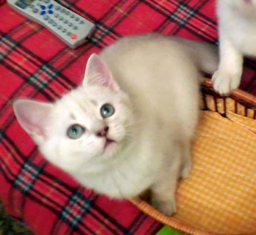 Британские котята Британские котята