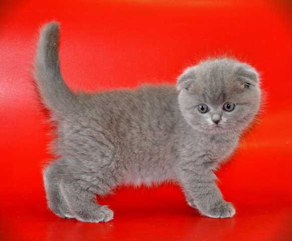 Британские и Шотландские вислоухие котята Британские и Шотландские вислоухие котята