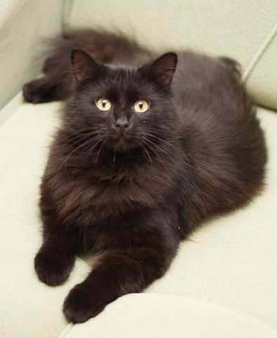 Кошечка, 3 года. Ищет ответственных хозяев!! Кошечка, 3 года. Ищет ответственных хозяев!!