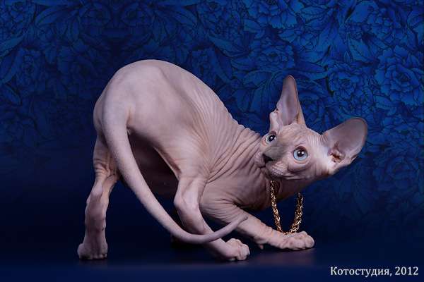 Котята канадский сфинкс от элитного питомника. Котята канадский сфинкс от элитного питомника.