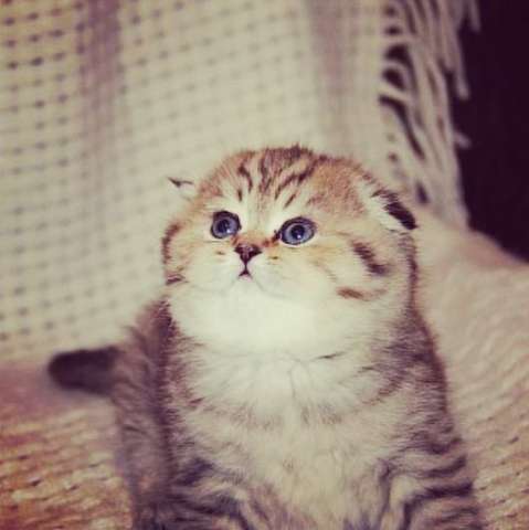 шотландские вислоухие котята,кот шотландские вислоухие котята,кот