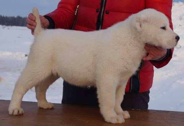 Pups of Central Asian Shepherd Dog