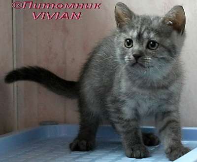 Британские котята черный дым.Документы Британские котята черный дым.Документы