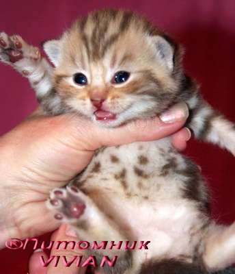 Британские мрамор и вискас котята из VIVIAN. Британские мрамор и вискас котята из VIVIAN.
